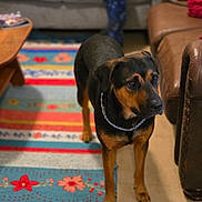 Precious is registered to the contest to win money with this photo: dog, rottweiler, pet, indoor, rug, colorful, furniture, sofa, carpet, chain_collar, animal, canine, alert, brown, black, living_room, person_legs, floor, home, domestic