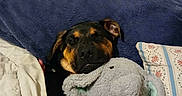Precious joined the competition — help win amazing prizes! animal, bed, black, blanket, brown, comfort, cozy, cute, dog, elephant, furry, home, indoor, pet, pillow, relaxation, resting, sleepy, snuggle, stuffed_animal