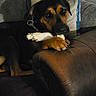 dog, rottweiler, bone, chew_toy, couch, leather_couch, paw, indoor, pet, animal, resting, collar, chain_collar, furniture, pillow, home, relaxed, brown, black, dim_lighting