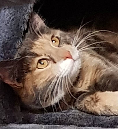 Chloé a rejoint le concours — aidez-le/la à gagner de superbes lots ! carnivore, cat, domestic_short_haired_cat, event, felidae, fur, paw, small_to_medium_sized_cats, snout, terrestrial_animal, whiskers, wildlife