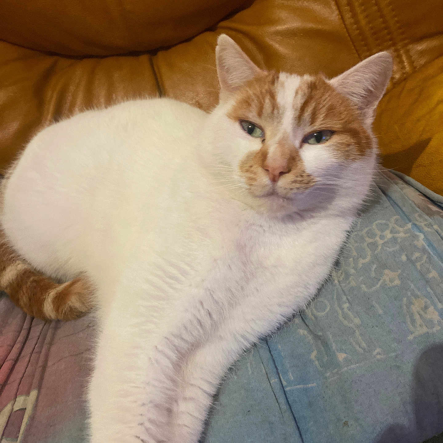 Bil participe au concours pour gagner de l'argent avec cette photo : abyssinian, animal, architecture, armchair, building, cat, chair, couch, cushion, furniture, hardwood, homedecor, indoors, kitten, manx, person, pet, siamese, sleeping, wood