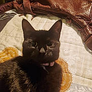 Charlotte Batte is registered to the contest to win money with this photo: animal, black_cat, cat, closeup, collar, companion, cute, eyes, fabric, feline, fur, indoor, leather_jacket, pattern, pet, quilt, resting, soft, texture, whiskers