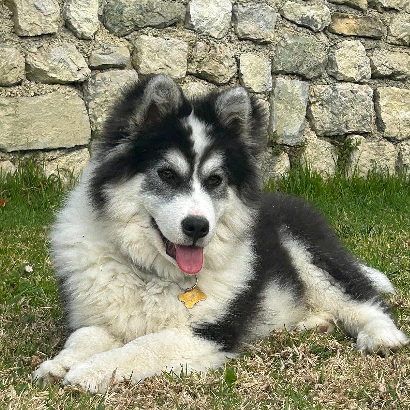 Arlow a rejoint le concours — aidez-le/la à gagner de superbes lots ! dog, animal, outdoor, grass, stone_wall, pet, fur, tongue_out, canine, lying_down, nature, cute, happy, mammal, paw, collar, tag, daylight, resting, friendly