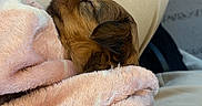 Winnie a rejoint le concours — aidez-le/la à gagner de superbes lots ! puppy, dog, blanket, sleeping, cozy, lap, soft, pink, fur, pet, animal, resting, cute, small, indoors, comfort, warm, snuggle, relax, human_hand