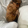 Winnie participe au concours pour gagner de l'argent avec cette photo : puppy, dog, bed, blanket, sleeping, cute, fur, young, pet, cozy, resting, small, animal, domestic_animal, brown, snuggled, soft, indoor, comfort, adorable