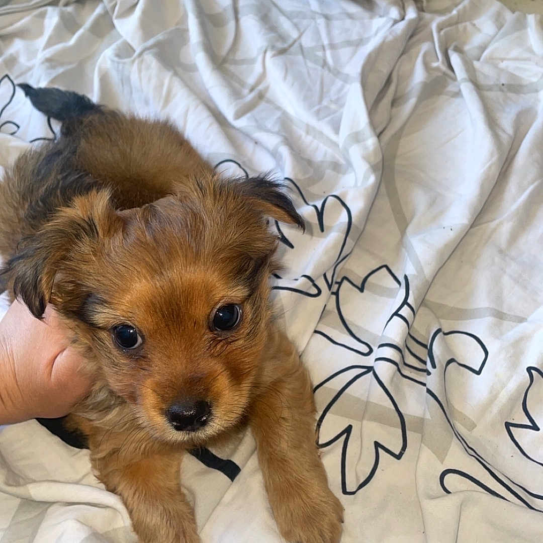 Winnie participe au concours pour gagner de l'argent avec cette photo : puppy, dog, brown_fur, cute, pet, blanket, indoor, hand, lying_down, young_dog, fur, bedroom, cozy, resting, small_dog, animal, curious_eyes, soft_texture, domestic_animal, comfort