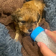 Winnie a rejoint le concours — aidez-le/la à gagner de superbes lots ! puppy, dog, bottle, hand, blanket, fur, cozy, feeding, young, cute, brown, blue, nurturing, animal, pet, soft, domestic, closeup, snout, resting