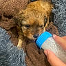 puppy, dog, bottle, hand, blanket, fur, cozy, feeding, young, cute, brown, blue, nurturing, animal, pet, soft, domestic, closeup, snout, resting