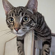 Jax is registered to the contest to win money with this photo: cat, tabby, pet, animal, whiskers, ears, fur, curious, indoor, furniture, closeup, face, eyes, playful, domestic, mammal, striped, young, cute, portrait