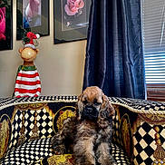 Kendall joined the competition — help win amazing prizes! animal, chair, cozy, curtain, decor, dog, flower_artwork, framed_art, furniture, indoor, monkey_statue, patterned_fabric, pet, portrait, puppy, relaxing, santa_hat, statue, striped_clothing, window_blinds