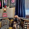 animal, chair, cozy, curtain, decor, dog, flower_artwork, framed_art, furniture, indoor, monkey_statue, patterned_fabric, pet, portrait, puppy, relaxing, santa_hat, statue, striped_clothing, window_blinds