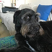 Snap a rejoint le concours — aidez-le/la à gagner de superbes lots ! dog, black_dog, pet, indoors, couch, blue_pillow, living_room, fur, close_up, resting, brown_eyes, muzzle, furniture, blanket, home, relaxed, comfort, canine, animal, domestic