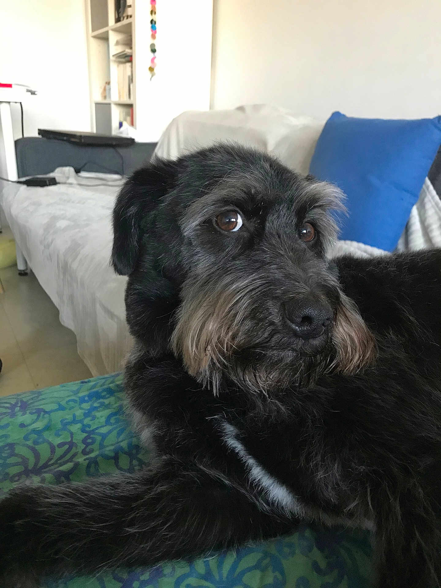 Snap a rejoint le concours — aidez-le/la à gagner de superbes lots ! dog, black_dog, pet, indoors, couch, blue_pillow, living_room, fur, close_up, resting, brown_eyes, muzzle, furniture, blanket, home, relaxed, comfort, canine, animal, domestic