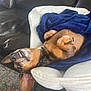 animal, blanket, blue_blanket, canine, cozy, dachshund, dog, ear, fur, home, indoor, leather_couch, lying_down, paw, pet_bed, relaxed, resting, smiling_dog, snout, upside_down