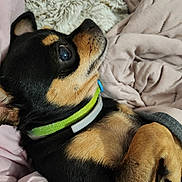 Luna participe au concours pour gagner de l'argent avec cette photo : dog, small_dog, chihuahua, pet, lying_down, blanket, cozy, fur, collar, black_fur, tan_fur, paw, cute, indoor, resting, close_up, animal, snout, ear, relaxed