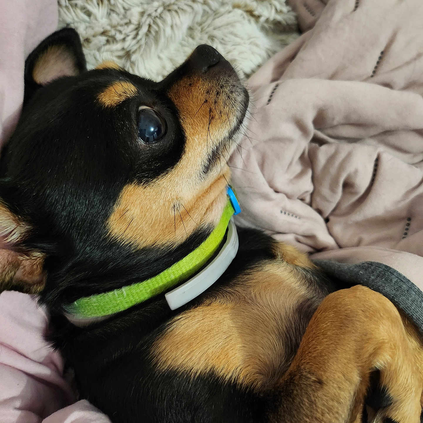 Luna participe au concours pour gagner de l'argent avec cette photo : animal, black_fur, blanket, chihuahua, close_up, collar, cozy, cute, dog, ear, fur, indoor, lying_down, paw, pet, relaxed, resting, small_dog, snout, tan_fur