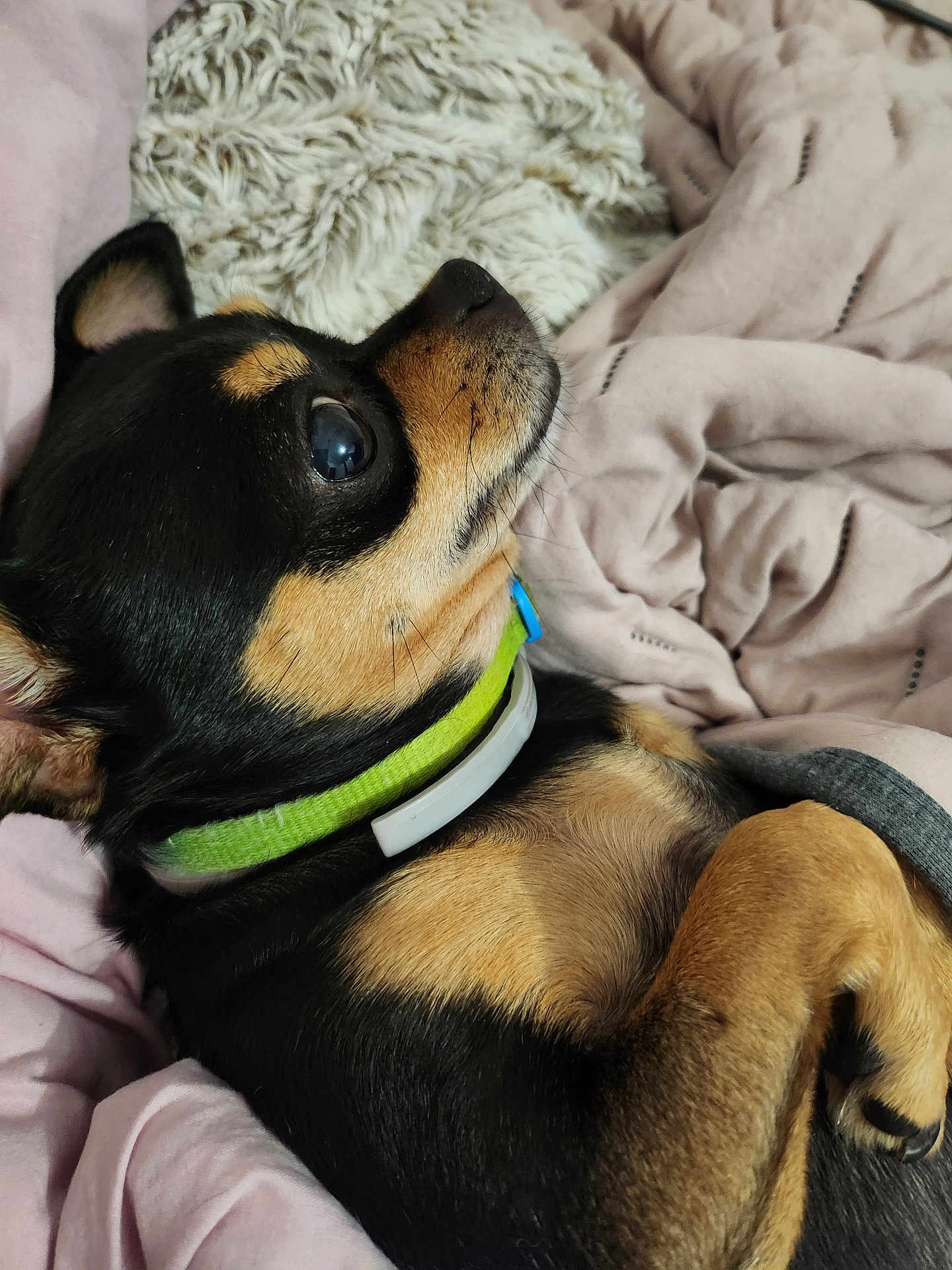 Luna participe au concours pour gagner de l'argent avec cette photo : dog, small_dog, chihuahua, pet, lying_down, blanket, cozy, fur, collar, black_fur, tan_fur, paw, cute, indoor, resting, close_up, animal, snout, ear, relaxed