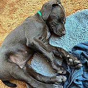 Bracco a rejoint le concours — aidez-le/la à gagner de superbes lots ! animal, blanket, canine, collar, comfort, cozy, cute, dog, fur, gray_coat, indoor, napping, paw, pet, puppy, relaxed, resting, rug, sleeping, young_dog
