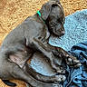 animal, blanket, canine, collar, comfort, cozy, cute, dog, fur, gray_coat, indoor, napping, paw, pet, puppy, relaxed, resting, rug, sleeping, young_dog