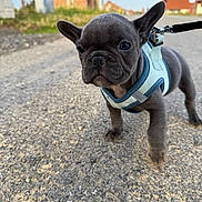 Violette a rejoint le concours — aidez-le/la à gagner de superbes lots ! puppy, french_bulldog, dog, blue_harness, leash, outdoor, pavement, ears, pet, walking, small_dog, close_up, young_dog, cute, animal, sidewalk, nature, street, canine, daylight