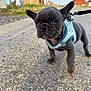 puppy, french_bulldog, dog, blue_harness, leash, outdoor, pavement, ears, pet, walking, small_dog, close_up, young_dog, cute, animal, sidewalk, nature, street, canine, daylight