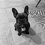 Violette a rejoint le concours — aidez-le/la à gagner de superbes lots ! french_bulldog, puppy, dog, pet, indoor, floor, tile_floor, rug, black_and_white, ears, looking_up, small_dog, adorable, companion, animal, cute, domestic, portrait, young_dog, shadow