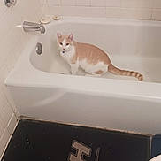 Oille is registered to the contest to win money with this photo: cat, bathtub, bathroom, tile_wall, soap, soap_holder, faucet, floor_mat, toilet, orange_cat, white_cat, domestic_cat, pet, indoor, clean, curious, looking, animal, floor, corner
