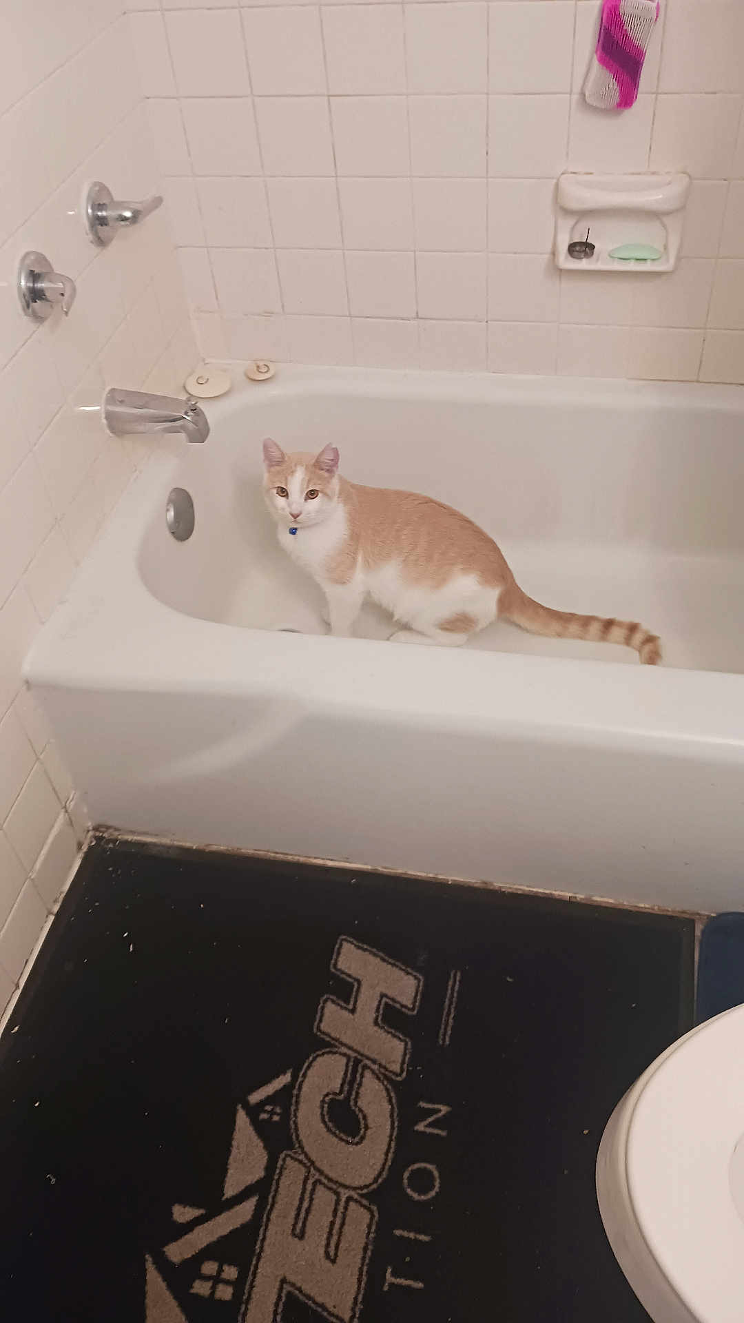 Oille is registered to the contest to win money with this photo: cat, bathtub, bathroom, tile_wall, soap, soap_holder, faucet, floor_mat, toilet, orange_cat, white_cat, domestic_cat, pet, indoor, clean, curious, looking, animal, floor, corner