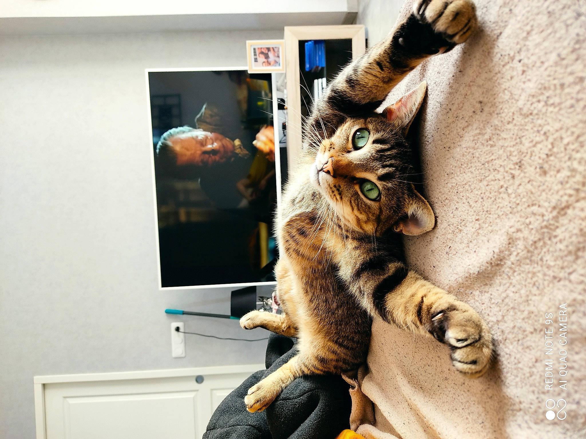 Jungle participe au concours pour gagner de l'argent avec cette photo : art, carnivore, cat, claw, comfort, display_device, domestic_short_haired_cat, felidae, fur, paw, picture_frame, room, small_to_medium_sized_cats, snout, tail, visual_arts, whiskers, wildlife