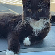 Lil Baby joined the competition — help win amazing prizes! animal, black_and_white, car, cat, closeup, curious, dashboard, daytime, feline, indoor, kitten, paws, pet, resting, street, urban, vehicle, whiskers, window, young