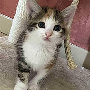 Rory a rejoint le concours — aidez-le/la à gagner de superbes lots ! kitten, cat, pet, furry, cute, indoor, scratching_post, playful, animal, young, white, brown, black, fur, closeup, whiskers, paws, curious, small, domestic