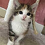 kitten, cat, pet, furry, cute, indoor, scratching_post, playful, animal, young, white, brown, black, fur, closeup, whiskers, paws, curious, small, domestic