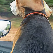 Ada participe au concours pour gagner de l'argent avec cette photo : dog, beagle, car, window, side_mirror, collar, motion_blur, outdoor, road_trip, animal, pet, fur, ear, travel, vehicle, nature, greenery, daytime, canine, happy