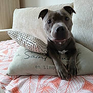 Rosco a rejoint le concours — aidez-le/la à gagner de superbes lots ! dog, pit_bull, pet, animal, sitting, portrait, indoors, couch, sofa, pillow, blanket, home, living_room, furniture, patterned_fabric, striped_texture, front_facing, brown_and_white, paws, cute