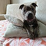 dog, pit_bull, pet, animal, sitting, portrait, indoors, couch, sofa, pillow, blanket, home, living_room, furniture, patterned_fabric, striped_texture, front_facing, brown_and_white, paws, cute