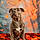 Rosco