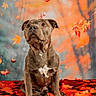 Rosco a rejoint le concours — aidez-le/la à gagner de superbes lots ! dog, portrait, sitting, autumn, leaves, fall, brown_dog, short_hair, canine, pet, animal, outdoors, colorful, orange, red, blanket, serious_expression, front_facing, photography, nature