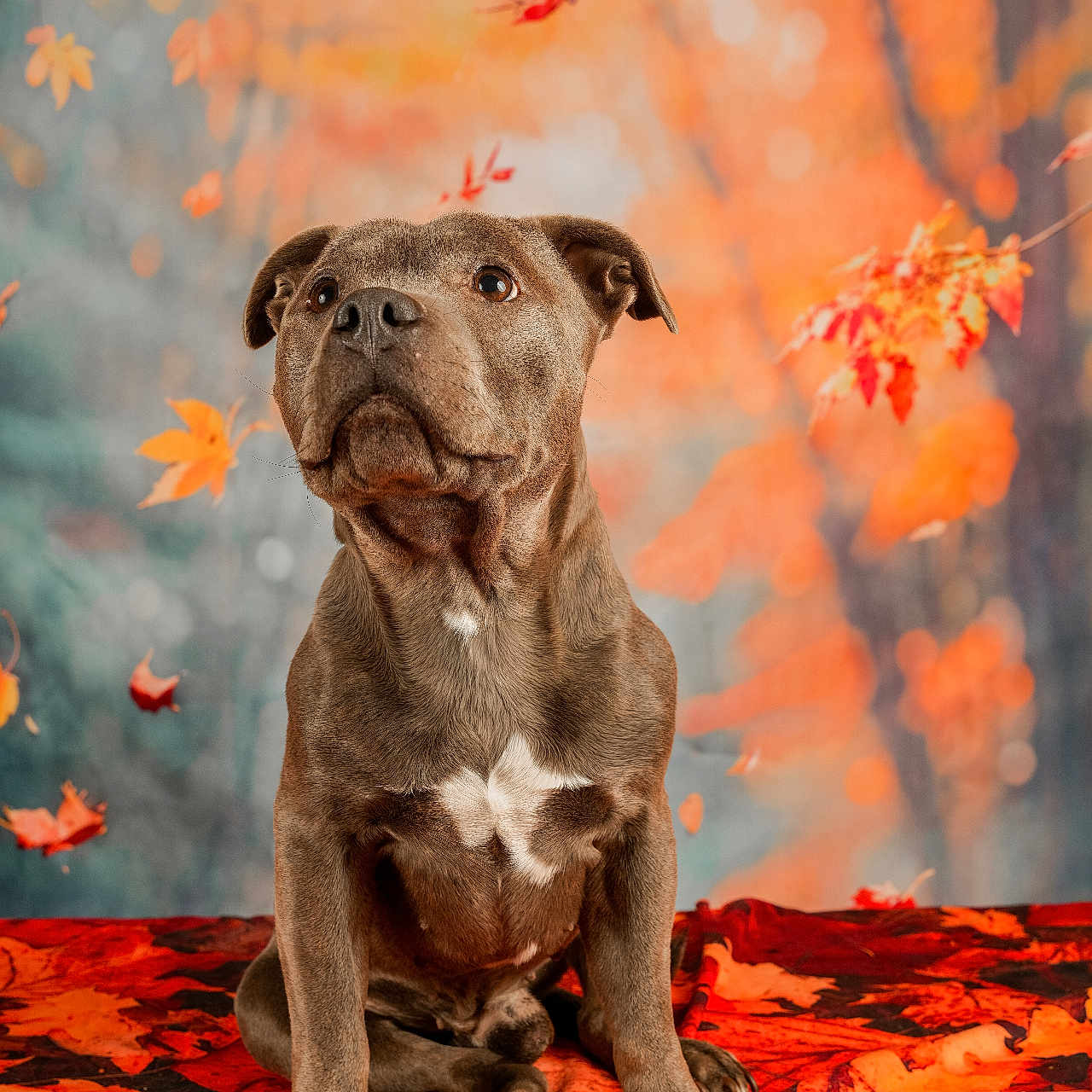 Rosco a rejoint le concours — aidez-le/la à gagner de superbes lots ! dog, portrait, sitting, autumn, leaves, fall, brown_dog, short_hair, canine, pet, animal, outdoors, colorful, orange, red, blanket, serious_expression, front_facing, photography, nature