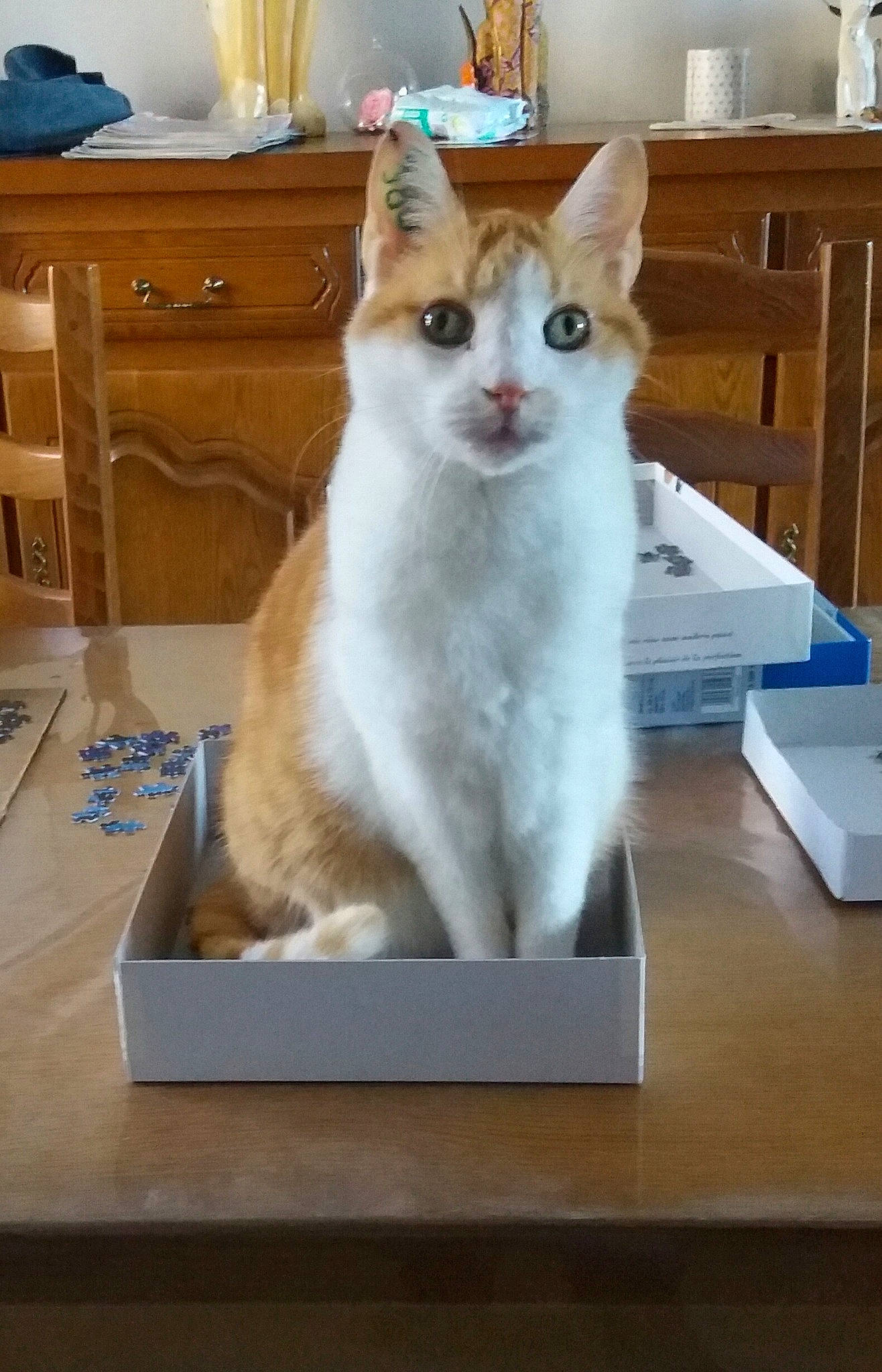 Pacha a rejoint le concours — aidez-le/la à gagner de superbes lots ! cabinetry, carnivore, cat, chest_of_drawers, domestic_short_haired_cat, drawer, dresser, fawn, felidae, flooring, fur, hardwood, paw, pet_supply, room, small_to_medium_sized_cats, snout, tail, whiskers, wood