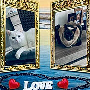 Cristal Maya a rejoint le concours — aidez-le/la à gagner de superbes lots ! advertising, art, blue, carnivore, cat, event, felidae, font, gas, mammal, photograph, picture_frame, rectangle, small_to_medium_sized_cats, snapshot, snout, textile, vertebrate, whiskers, white