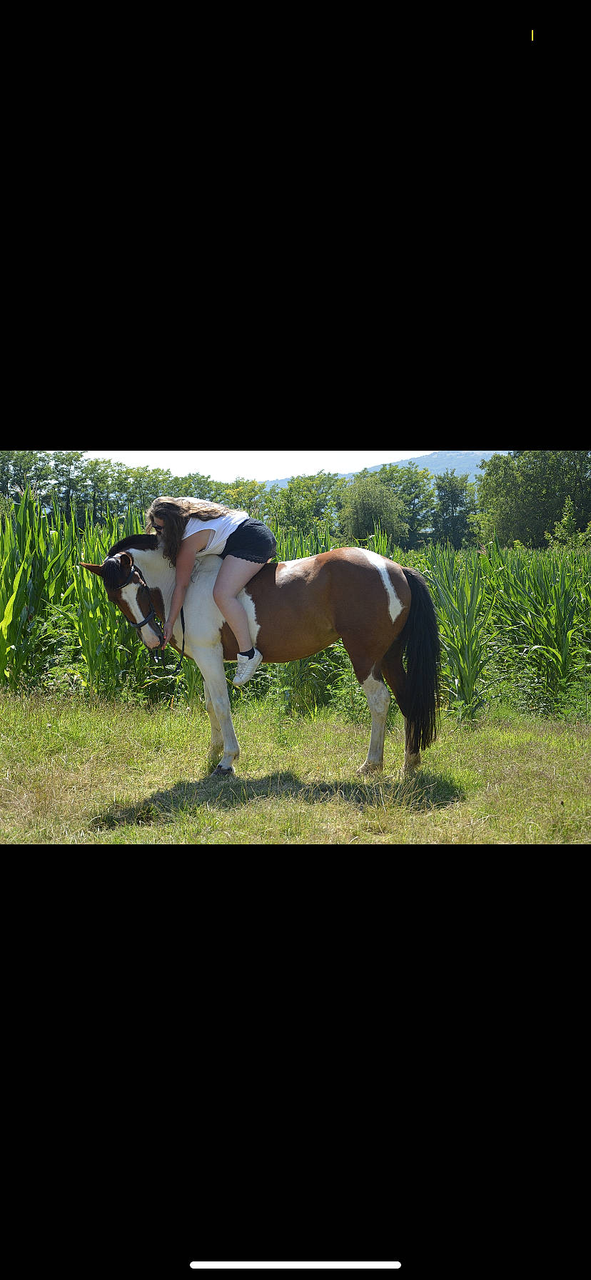 Taïga participe au concours pour gagner de l'argent avec cette photo : colt, foal, grass, horse, horse_supplies, landscape, livestock, mammal, mane, mare, mustang_horse, pasture, photography, pony, recreation, shetland_pony, stallion, stock_photography, vertebrate, working_animal