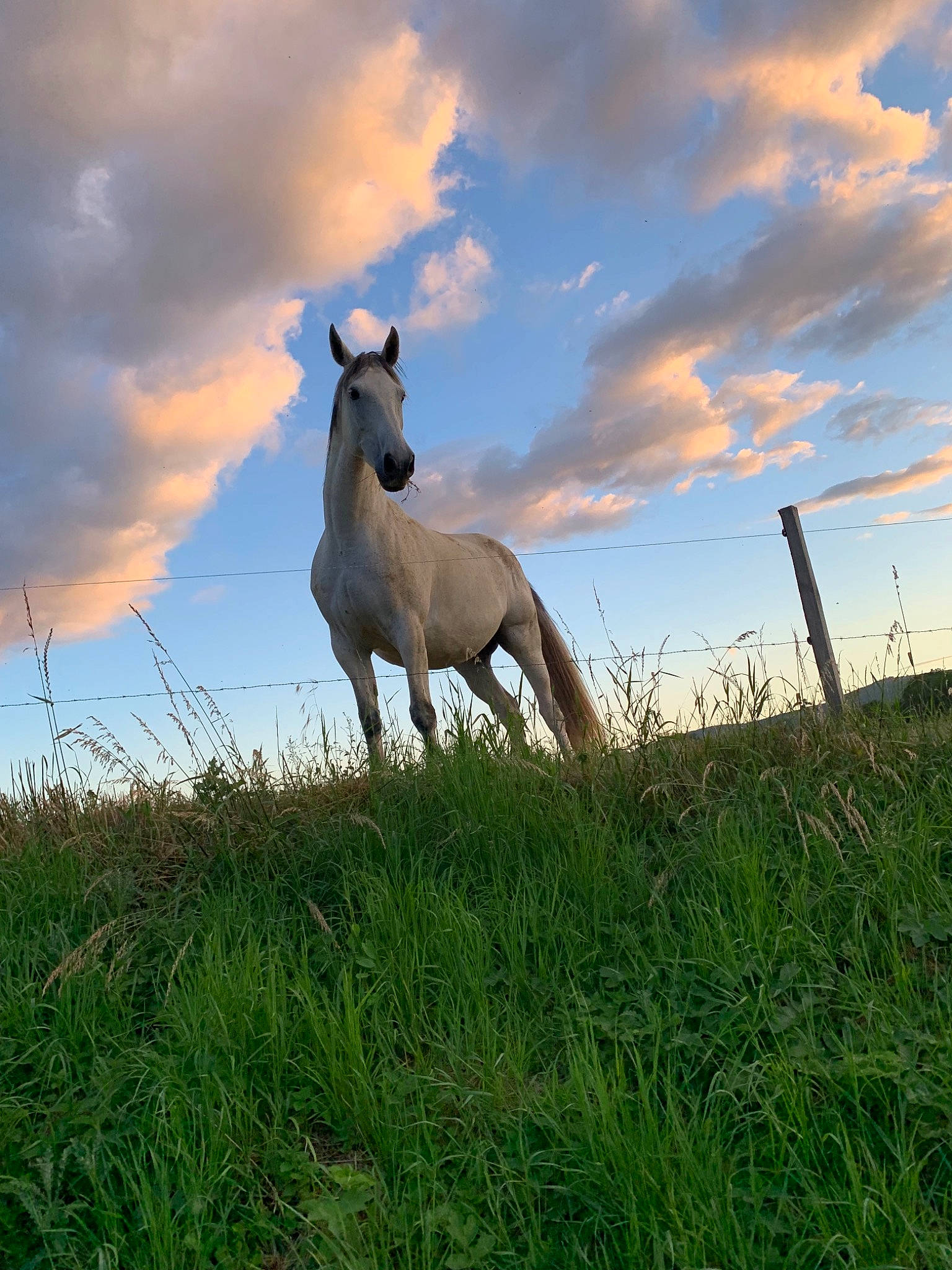 Vegas participe au concours pour gagner de l'argent avec cette photo : canidae, cloud, fawn, grass, grassland, horse, meadow, meteorological_phenomenon, mexican_hairless_dog, pasture, plant, prairie, sky, snout, wildlife