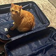 Royal is registered to the contest to win money with this photo: cat, orange_tabby, sitting, suitcase, open_suitcase, indoor, carpet, curious, pet, feline, travel, luggage, blue, beige, cozy, home, soft_lighting, looking_up, animal, resting