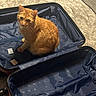 cat, orange_tabby, sitting, suitcase, open_suitcase, indoor, carpet, curious, pet, feline, travel, luggage, blue, beige, cozy, home, soft_lighting, looking_up, animal, resting