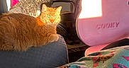 Royal joined the competition — help win amazing prizes! animal, blanket, cat, chair, couch, cozy, decor, hand, indoor, orange_tabby, patterned_blanket, person, picture_frame, pink, plush, relaxing, remote_control, shadow, sunlight, wall