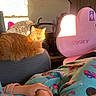 Royal joined the competition — help win amazing prizes! cat, orange_tabby, couch, blanket, hand, person, indoor, sunlight, shadow, chair, pink, decor, wall, picture_frame, remote_control, cozy, relaxing, plush, patterned_blanket, animal