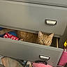 Royal joined the competition — help win amazing prizes! cat, ginger_cat, drawer, socks, hiding, peeking, curious, indoor, furniture, carpet, colorful, toy, cloth, household, pet, cozy, playful, closeup, feline, hidden