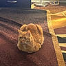 cat, ginger_cat, pet, animal, indoor, rug, brown_rug, patterned_rug, furniture, drawer, lamp, wooden_chair, sunlight, cozy, resting, fur, whiskers, floor, home, comfort