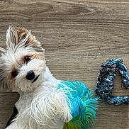 Thor is registered to the contest to win money with this photo: dog, pet, playful, toy, rope_toy, wooden_floor, curious, fluffy, white_fur, brown_fur, black_nose, cute, indoor, animal, companion, fur_colorful, laying_down, looking_at_camera, domestic_animal, chewed_toy