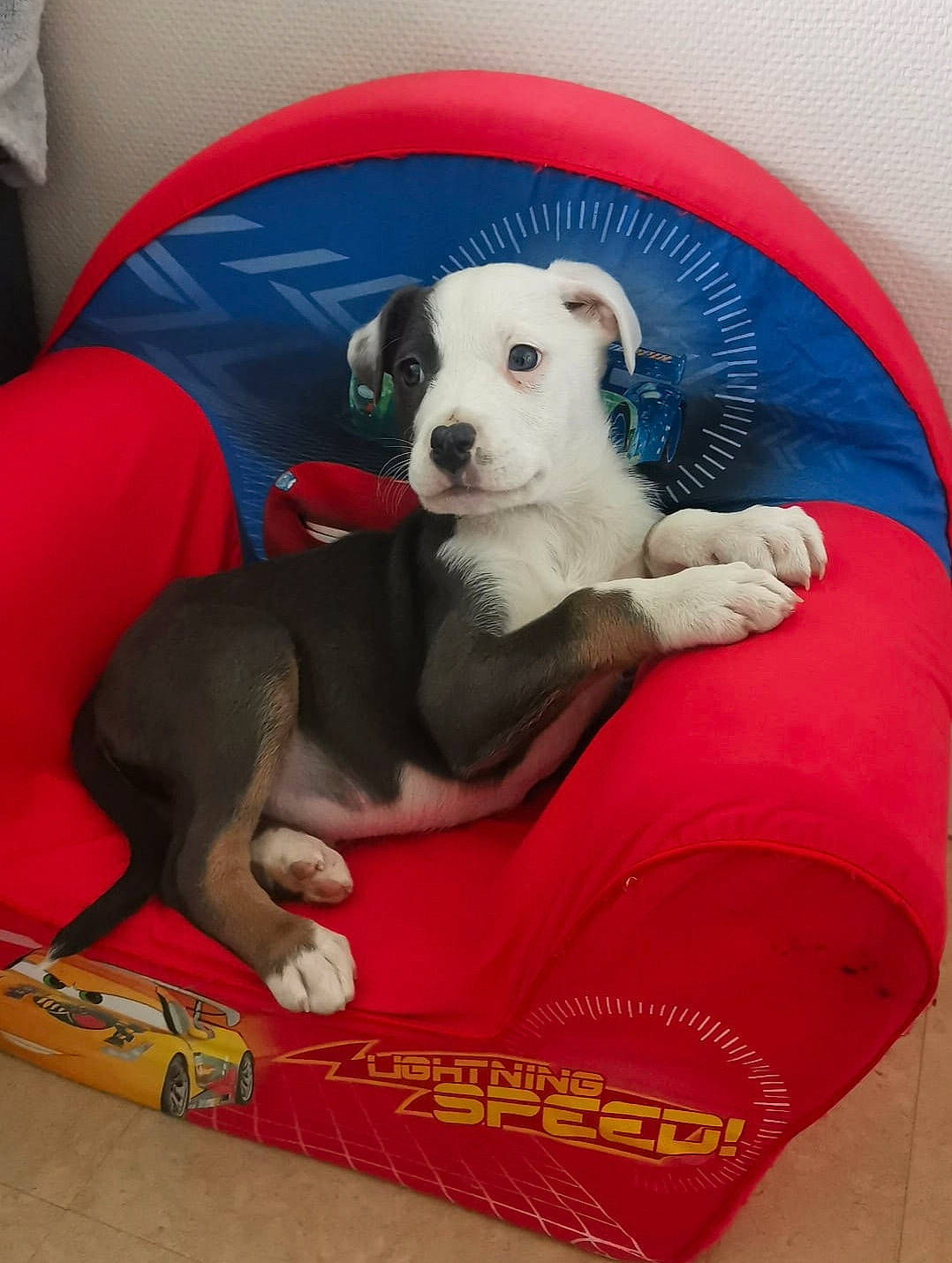 éros participe au concours pour gagner de l'argent avec cette photo : canidae, carnivore, comfort, companion_dog, dog, dog_bed, dog_breed, dog_supply, dog_toy, fawn, leisure, mammal, paw, pet_supply, recreation, sporting_group, tail, toy_dog, vertebrate, working_animal